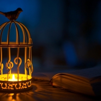 Bird on the lantern