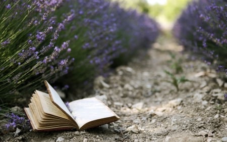 Book in a lavander field - purple, petals, perfume, field, book, lavander