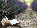 Book in a lavander field