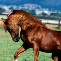 Horse