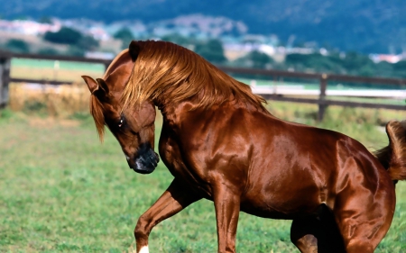 Horse - brown, horse, stallion, wild