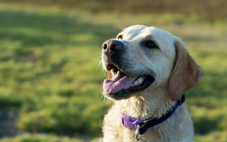 Dog - pretty, beautiful, dog face, puppies, lovely, playful dog, sweet, playful, dogs, cute, face, puppy, animals