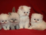 Cute Persian Kittens