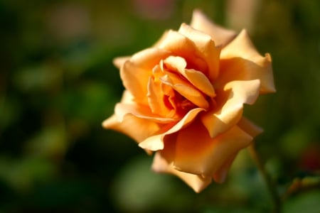 SINGLE ROSE - flower, nature, rose, single