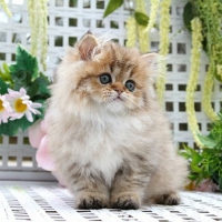 Cute Persian Kitten