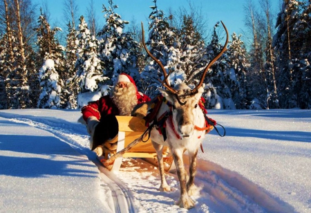 Santa's coming - reindeer, forest, snow, winter, sledge