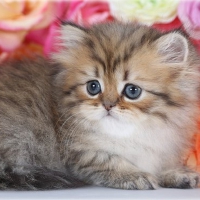 Cute Golden Persian Kitten