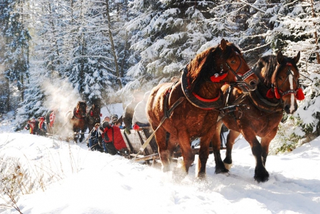 Sleighride through Forest - path, trees, winter, people, snow