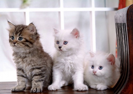 Persian kittens