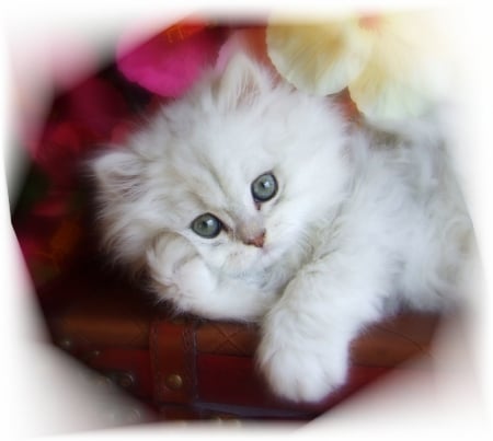 White fluffy kitty - fluffy, white, cats, animals, kitty