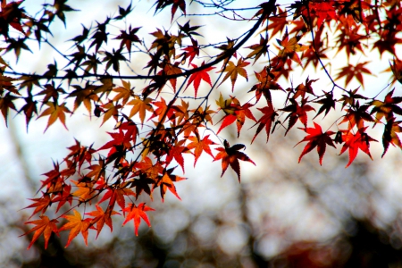 TRACE 0f AUTUMN - leaves, nature, autumn, maple