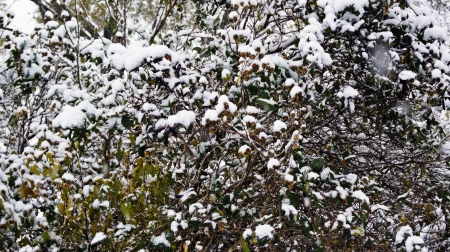 A Snowy Touch - snowy, a snowy touch, snowfall, snowy bushes