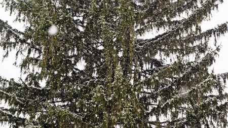 Snowy Tree - Snowy Tree, snowfall, snowy trees, snowflakes