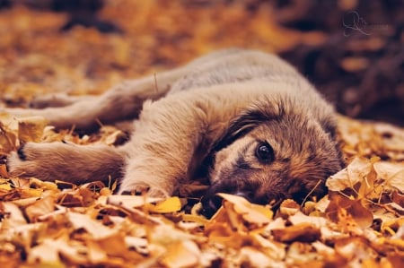 Autumn dog