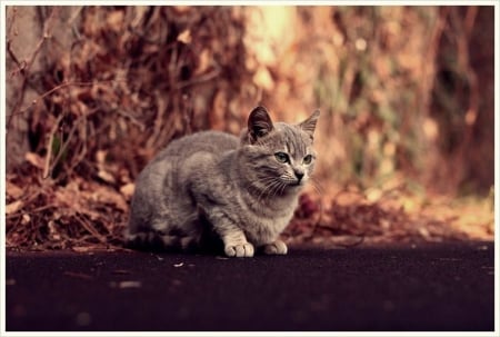 Cat - sleepy, cute, beautiful, cat, sleeping, kitty, cats, hat, cat face, paws, face, animals, pretty, beauty, sweet, kitten, lovely