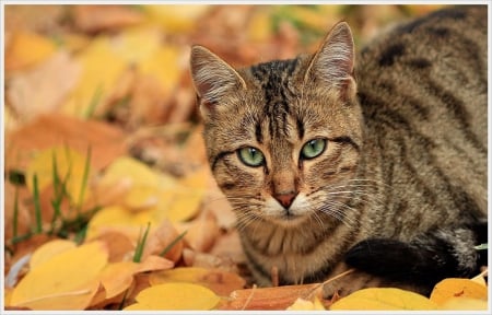 Cat - sleepy, cute, beautiful, cat, sleeping, kitty, cats, hat, cat face, paws, face, animals, pretty, beauty, sweet, kitten, lovely