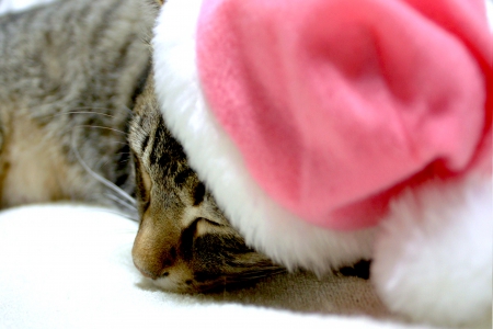 SANTA CAT~ NAP