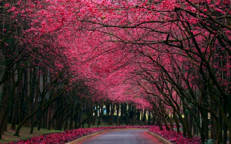 Pink Pathway! - trees, nature, forest, pathway, pink