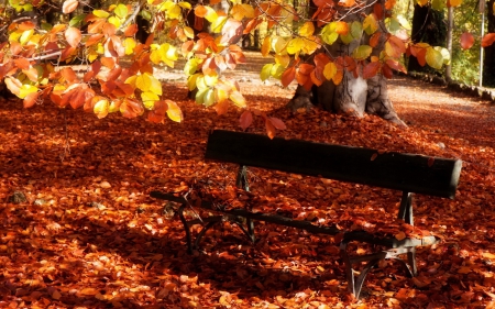 Autumn in the Park - branches, autumn, fall, trees, park, leaves, bench