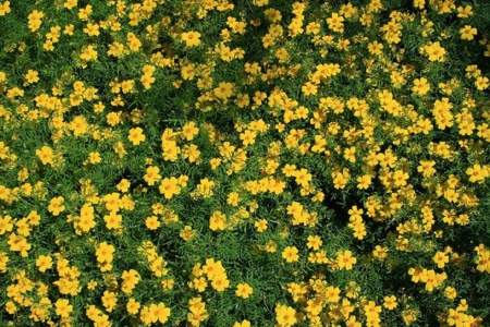 Field - field, flowers, grass, yellow