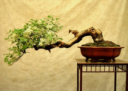 Bonsai