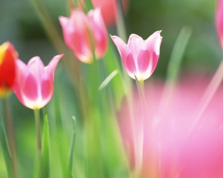 Tulips - nature, tulip, garden, flower