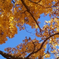 Look Up, It's Autumn!!!