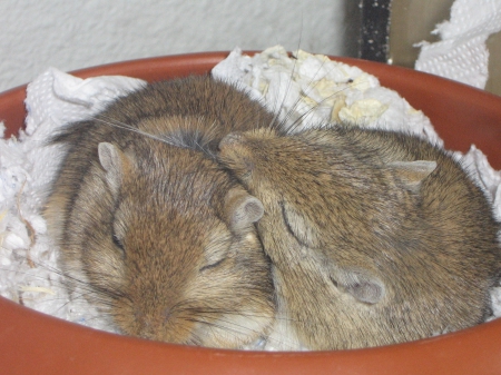 gerbils - pets, close, ear, nurture