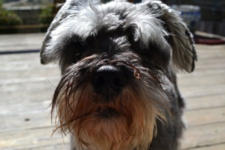 Hello There! - fear the beard, cutie pie, dog, schnauzers, fluffy, miniature schnauzer, dogs, mini schnauzer, cute, schnauzer, puppy