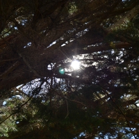 Sun Peeking Through Trees