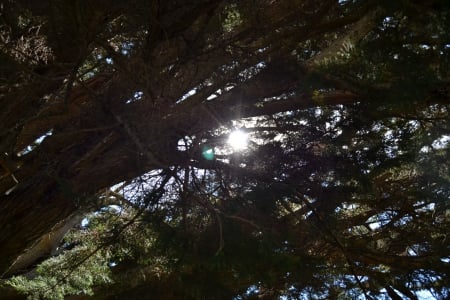 Sun Peeking Through Trees - sunny, backyard, branches, trees, nature, sun, green