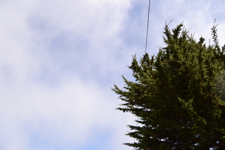 Clouds - clouds, cirrus, nature, cloud, tree, sky