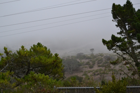 Foggy Forest - backyard, trees, nature, fog, foggy, forest