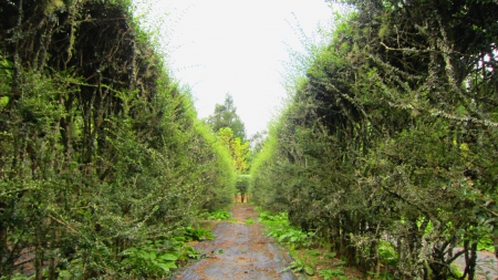 Forest maze - nature, forest, tree, maze, hiking