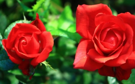 Roses - nature, beauty, roses, lovely, red roses