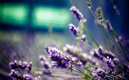 Purple Flowers - flowers, nature, purple, lavander, beauty, field