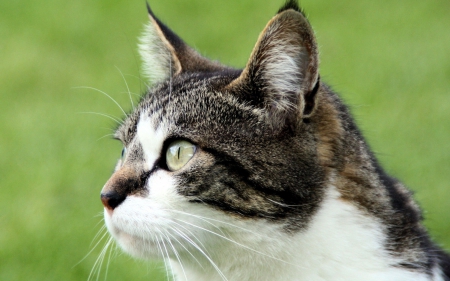 Cat - sleepy, cute, beautiful, cat, sleeping, kitty, cats, hat, cat face, paws, face, animals, pretty, beauty, sweet, kitten, lovely