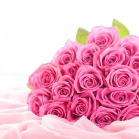 pink roses