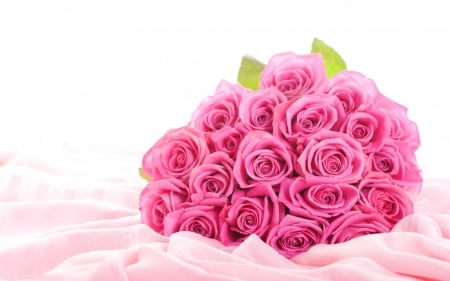 pink roses - nature, flowers, roses, pink