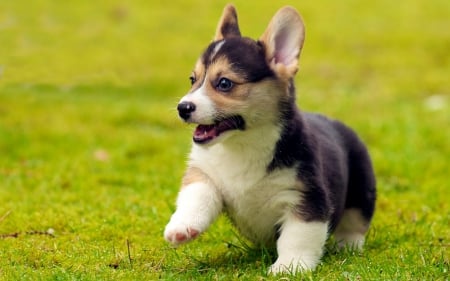 Dog - puppy, animals, lovely, face, dog face, playful, pretty, beautiful, dogs, playful dog, sweet, cute, puppies