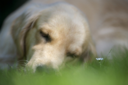 Dog - puppy, animals, lovely, face, dog face, playful, pretty, beautiful, dogs, playful dog, sweet, cute, puppies