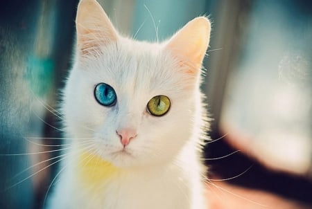 Hypnotized - white cat, cute, eyes, portrait, cat