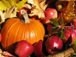 Autumn Harvest