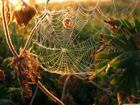 Dew on spider web - spider, insects, raindrops, drops, HD, dewdrops, web, nature, dew, rain, spider web, animals, wallpaper