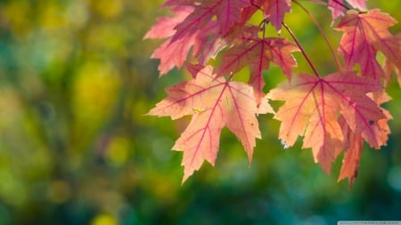 Fall, sun and leaves - bokeh, HD, leaves, colours, fall, nature, autumn, leaf, sun, wallpaper