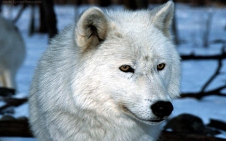 Arctic Wolf - white, winter, predator, snow