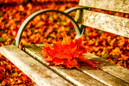 November - pretty, reflection, leaves, golden, nice, falling, branches, beautiful, mirrored, colors, lovely, tree, fall, glow, colorful, nature, november, autumn, foliage, shine