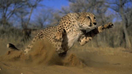 Cheetah Take Off - people, technology, animals, other