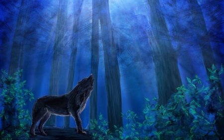 Dark night - night, wolf, wood, predator