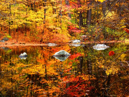 Rocky Autumn Lake - trees, branches, Autumn, water, Fall, forest, leaves, lake, rocks